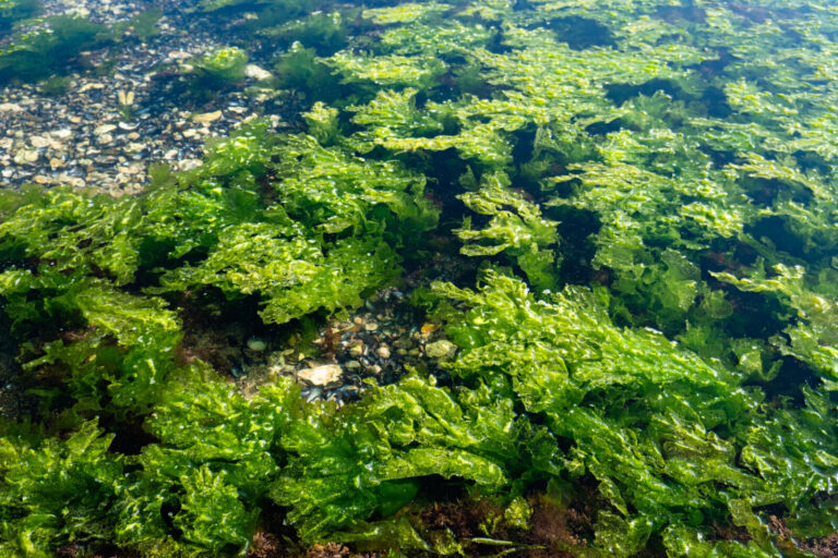 France, Penestin, 2025-08-04. Green sea lettuce algae in a water reservoir by the ocean in Brittany. Photography by Fran