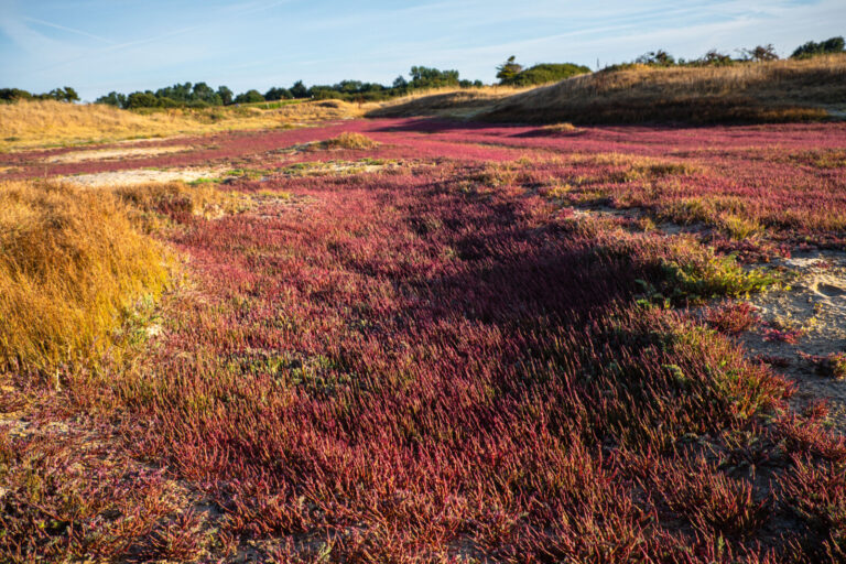 France, Treffiagat, 2026-08-02. A carpet of glasswort, an edible wild plant that grows in coastal dunes and takes on the