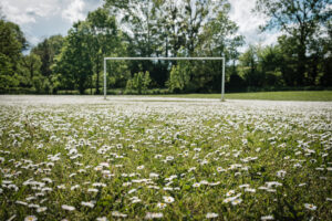 France, Chazay d Azergues, 2024-05-03. A lone goal on a football pitch with a carpet of daisy flowers in spring. Photogr
