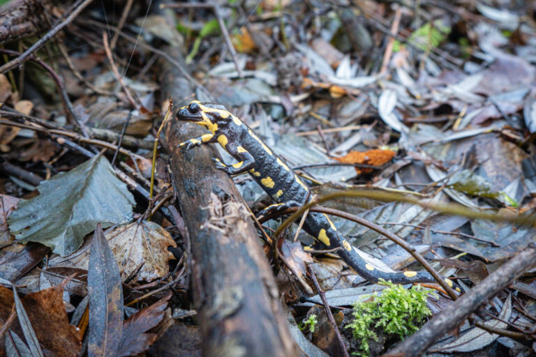 France, Ste Foy les Lyon, 2023-12-30. A spotted salamander climbing onto a branch on the ground in a forest. Photograph