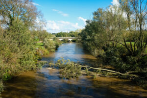 France, Chazay d Azergues, 2024-10-18. The Azergues river in flood after bad weather and a tree that fell across the riv