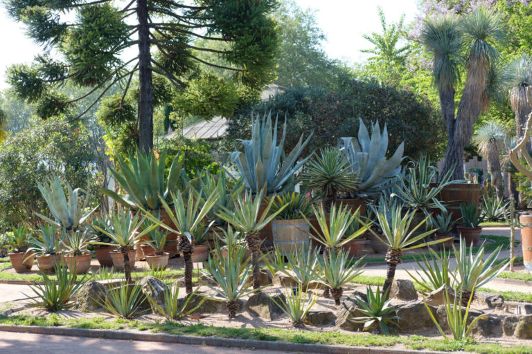 France, Lyon, 2024-05-09. The Mexican botanical garden in the Parc de la Tete d'Or is made up of 350 species. Photograph