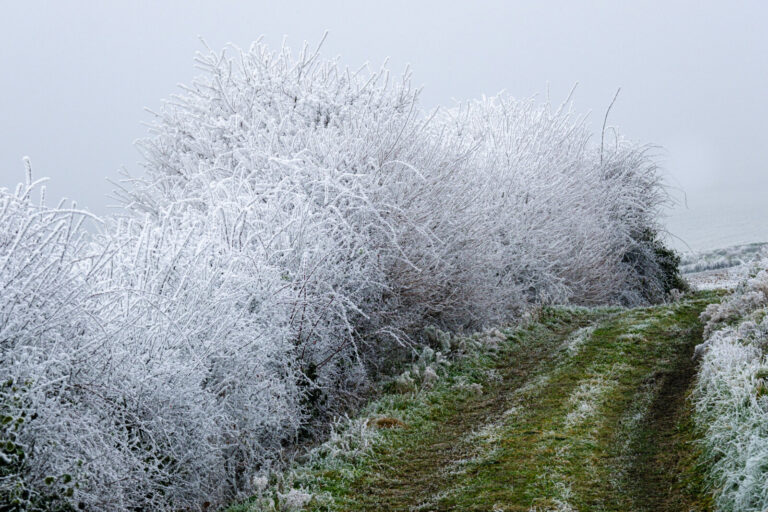 France, Belmont d'Azergues, 2025-01-01. A country lane with bushes covered in frost on a winter's morning. Photography b