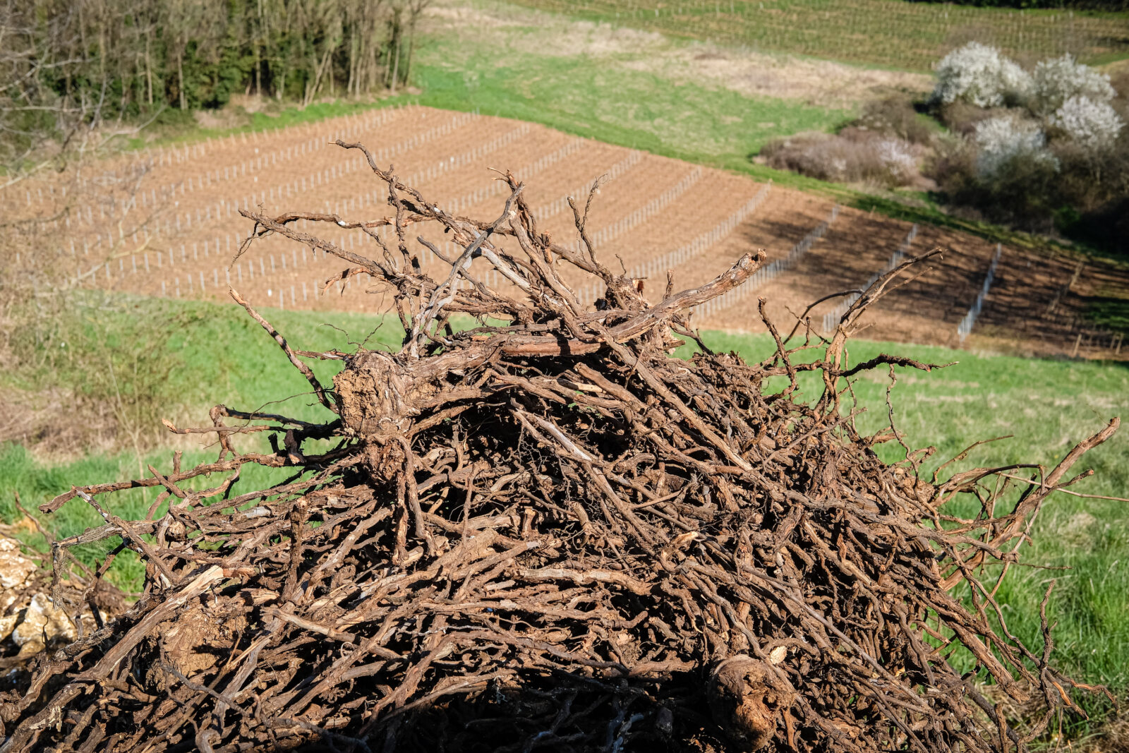 France, Pommiers, 2025-03-20. A pile of vines after a vine has been uprooted in the Beaujolais region. Photograph by Fra