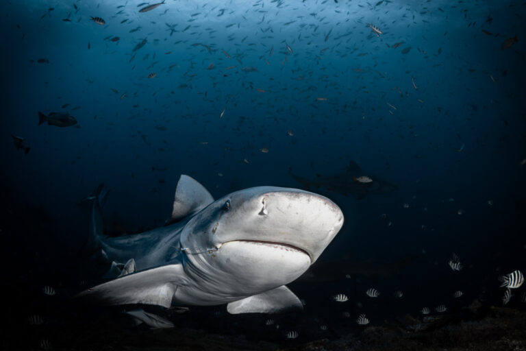 Fiji, Viti Levu, Pacific harbour, 2022-08-20. Bull shark with a big hook in mouth during a shark feeding session in the 