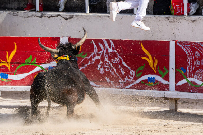 France, Port-Saint-Louis du rhone, 2026-05-17. A bull stopps his charge just before the barreer delimiting the arena whe