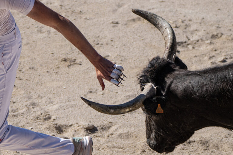 France, Port-Saint-Louis du rhone, 2026-05-17. A raseteur, a participant in the traditional Camargue bull race, attempts