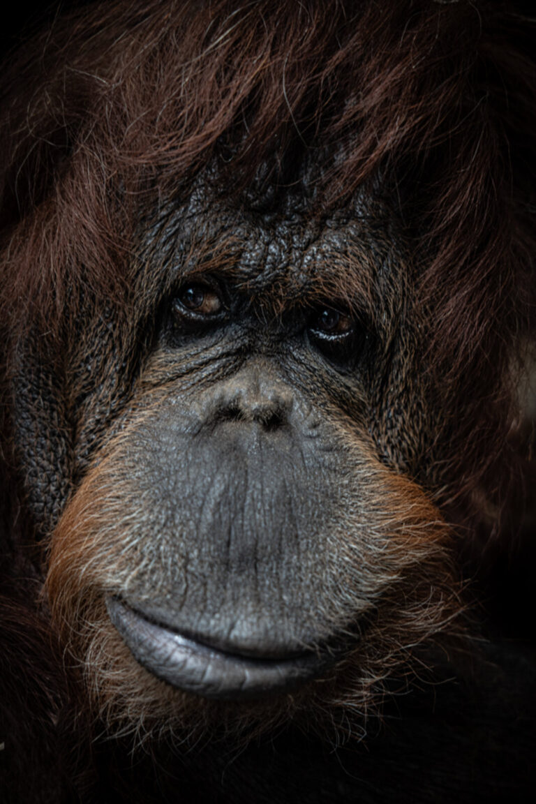 France, Paris, 2026-07-17. Portrait of Nenette, the iconic orangutan from Jardin des plantes zoo, born in 1969 and one o