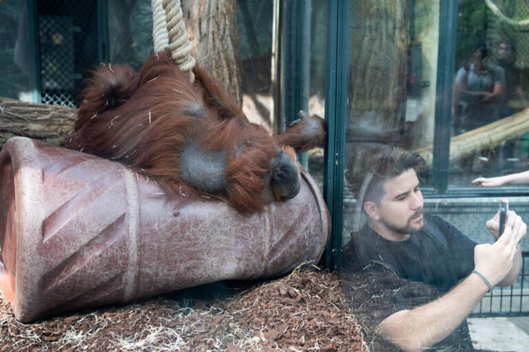 France, Paris, 2026-07-17. A visitor takes a selfie with Nenette, the iconic orangutan from Jardin des plantes zoo. Nene