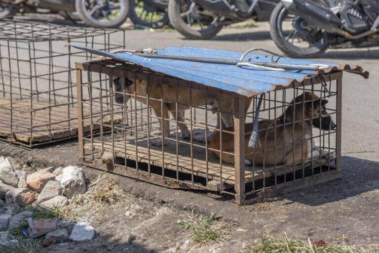 Indonesia, Langowan, 2026-09-12. Two live dogs in a wire cage covered with blue sheet metal, waiting to be slaughtered a