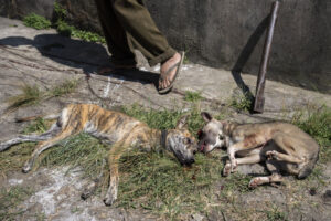 Indonesia, Langowan, 2026-09-12. Two ldogs just slaughtered lying side by side on the ground by a wall. Photograph by Gi
