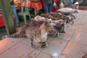 Indonesia, Langowan, 2026-09-12. Carcassess on a tiled counter at a market stall, one appears to be moving, a red chair