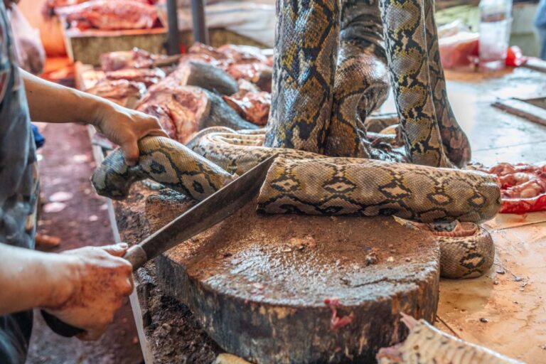 Indonesia, Tomohon, 2026-09-12. Butcher cutting a reticulated python with a machete on a chopping block, other pythons c