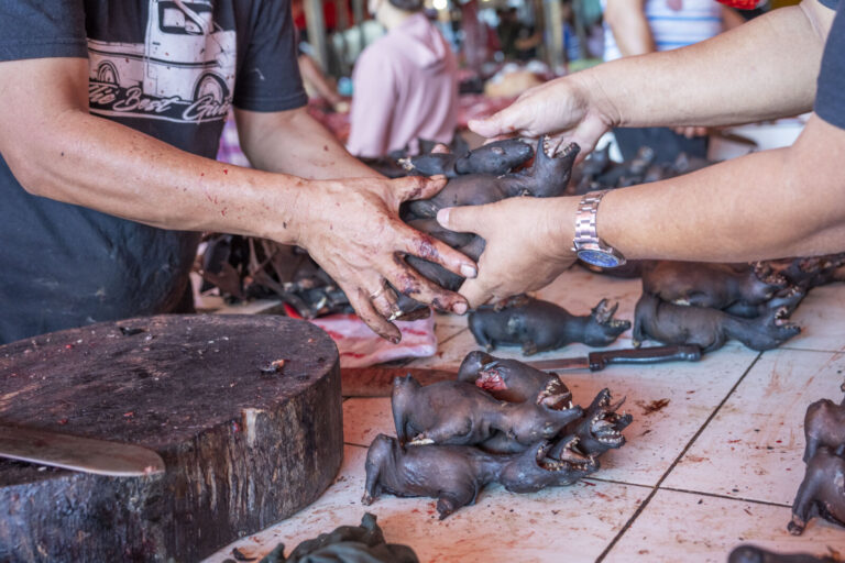 Indonesia, Tomohon, 2026-09-12. Customer hanging bats he selected to a vendor for preparation, Tomohon market. Photograp