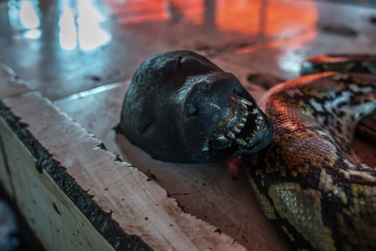 Indonesia, Tomohon, 2026-09-12. Close-up of a grilled dog head (mouth open, teeth visible) next to a reticulated python 