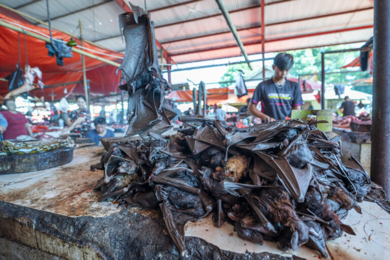 Indonesia, Tomohon, 2026-09-11. Hanging fruit bat and a heap of grilled bats on a stall, young vendor in the background,
