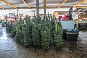 Indonesia, Tomohon, 2026-08-29. Bunches of green bananas stacked on the ground in a Tomohon market lane, vendor in the b