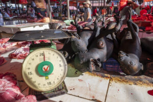 Indonesia, Tomohon, 2026-08-29. Pile of blackened grilled dog carcasses, legs in the air, mechanical scale, Tomohon extr