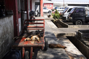 Indonesia, Manado, 2026-08-28. Handcart of dog carcasses parked in a street, vehicles parked in the background, Manado.