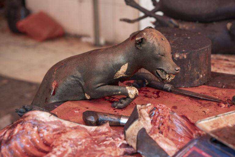 Indonesia, Tomohon, 2026-09-12. Close-up of a grilled dog carcass on a blood-stained chopping block, cleaver and raw mea
