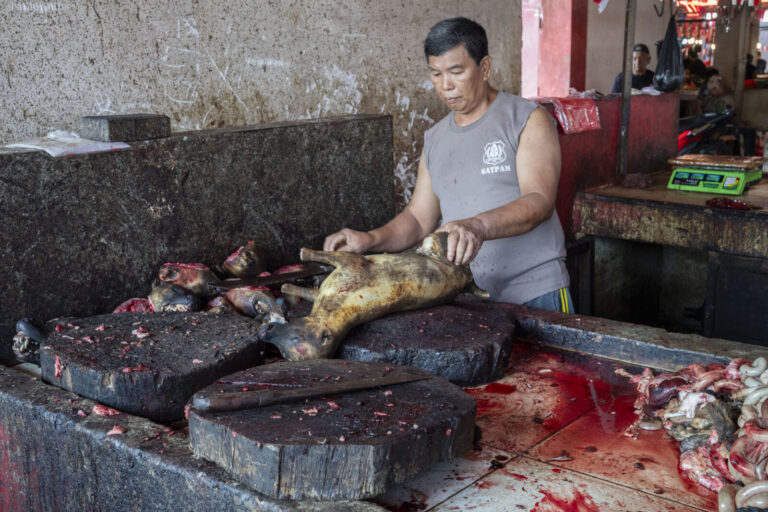 Indonesia, Manado, 2026-08-28. Butcher gripping a dog carcass with both hands to position it on the chopping block, head