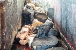 Indonesia, Manado, 2026-08-28. Dark corner with dog carcasses piled near burlap sacks, Manado market. Photograph by Gill