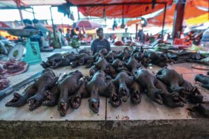 Indonesia, Tomohon, 2026-09-12. Large heap of grilled bat carcasses, mouths open, on a Tomohon market stall, vendor in t