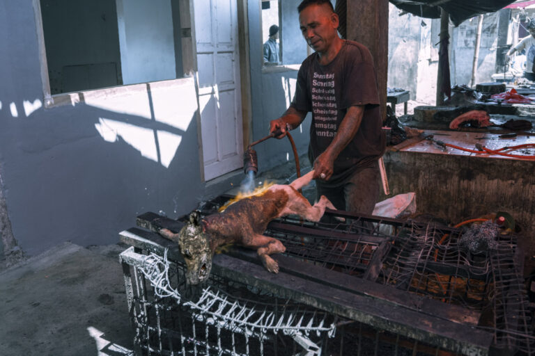 Indonesia, Langowan, 2026-09-12. Butcher singeing a dog carcass with a blowtorch on a metal grate, flames visible, Lango