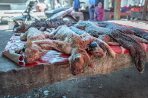 Indonesia, Langowan, 2026-09-12. Carcasses of cats and monitor lizards lined up on a stall, Langowan market. Photograph