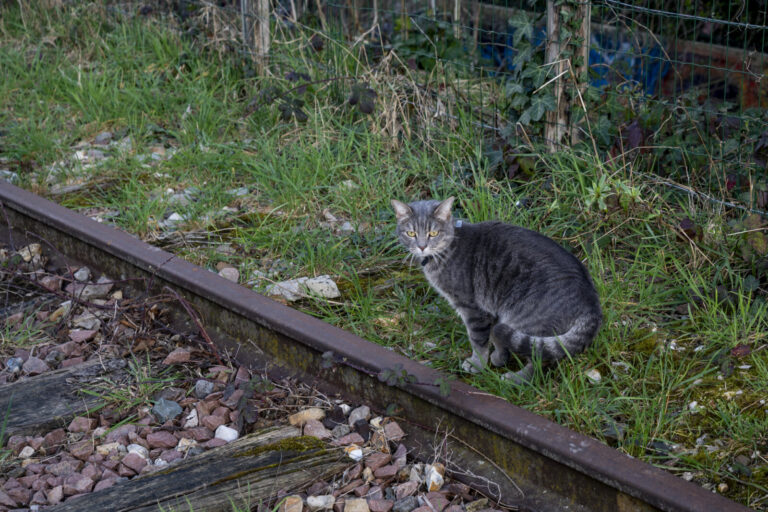 France, Paris, 2026-02-28. Petite Ceinture, section in the 12th arrondissement. Former circular railway line built in th