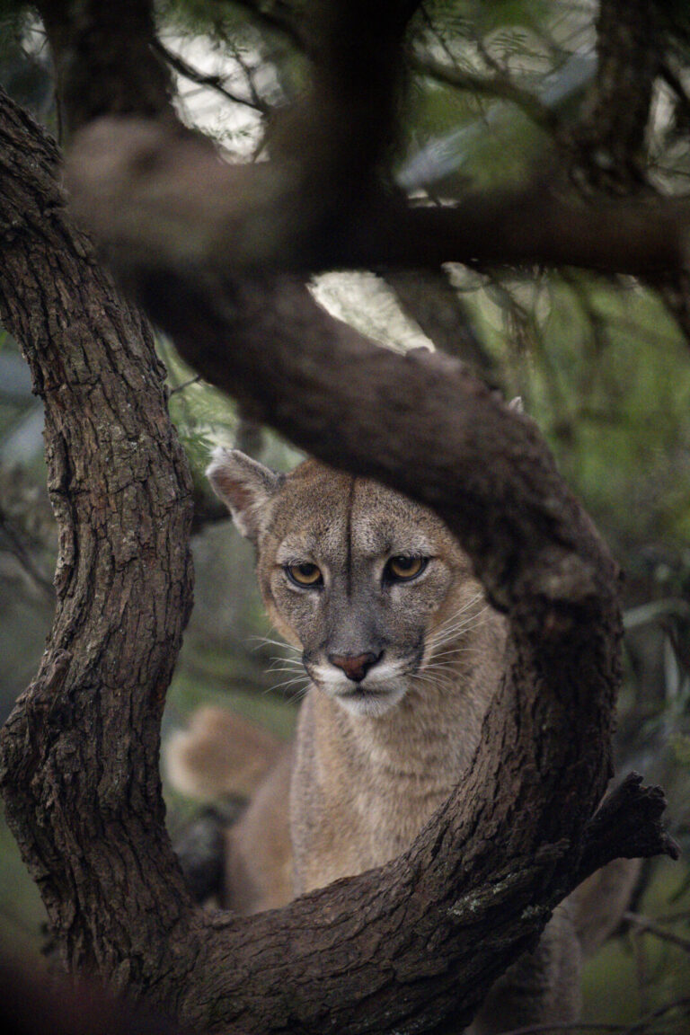 Argentine, Cordoba, 2026-04-29. Argentina, 2026-04-29. Pumakawa is a wildlife sanctuary located in Cordoba Province, Arg