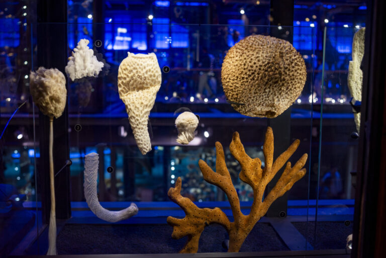 France, Paris, 2025-05-17. The Natural History Museum is a scientific institution dedicated to the study and conservatio