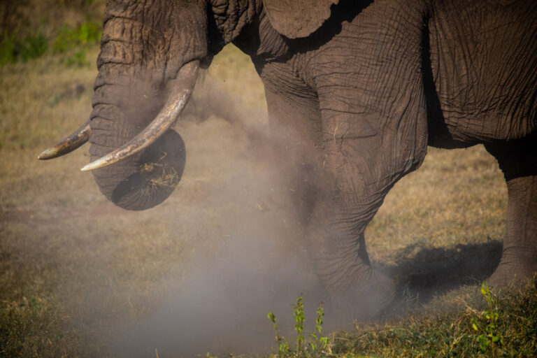 Kenya, Laikipia, 2018-09-17. Elephant in the dust. Photograph by Guy LEROY / Collectif DR.
Kenya, Laikipia, 2018-09-17. 