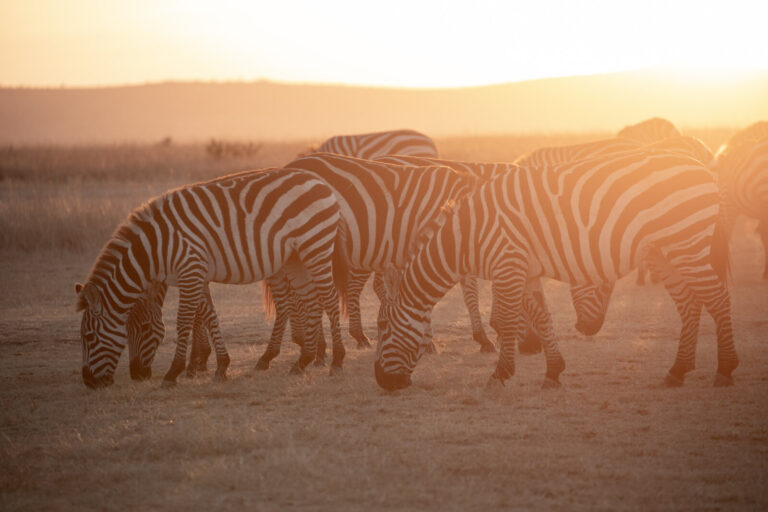 Kenya, Laikipia, 2018-09-17. Zebras in the sunset. Photograph by Guy LEROY / Collectif DR.
Kenya, Laikipia, 2018-09-17. 
