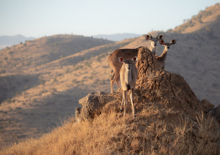 Kenya, Laikipia, 2018-09-17. gazellas in the mountain. Photograph by Guy LEROY / Collectif DR.
Kenya, Laikipia, 2018-09-