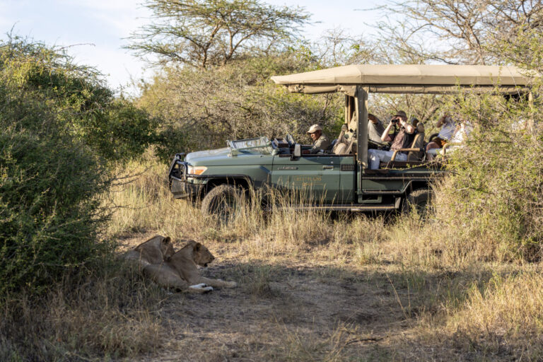 Kenya, Ol Donyo, 2022-03-15. An observation vehicle in front of two lions. Photograph by Guy LEROY / Collectif DR.
Kenya