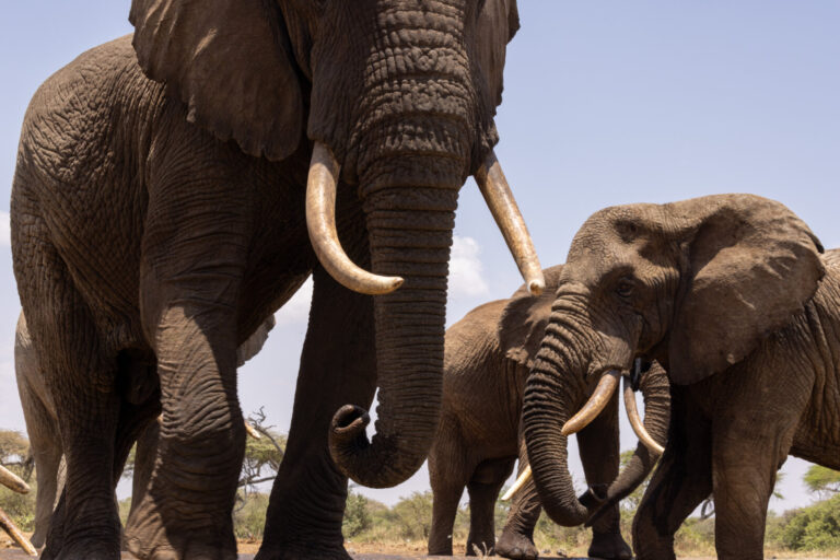 Kenya, Nairobi, 2022-03-16. Kenya, Ol Donyo, 2022-03-16 Elephants. Photograph by Guy LEROY / Collectif DR.
Kenya, Nairob