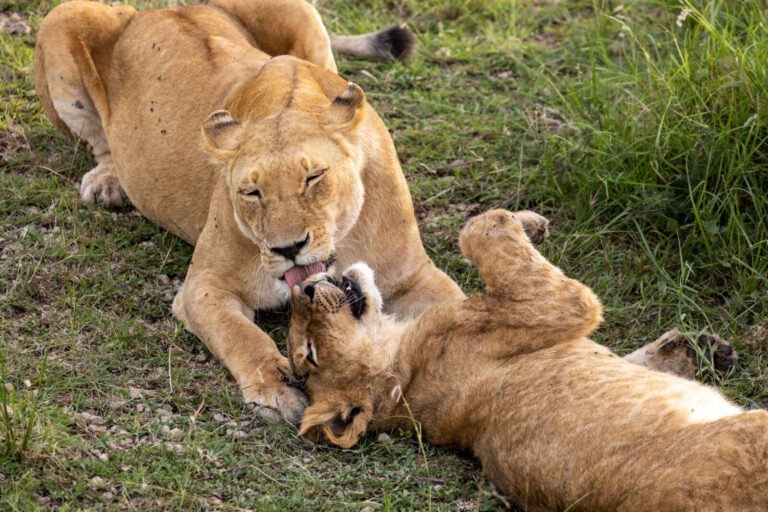 Kenya, Masai Mara, 2022-03-25. Two lions playing. Photograph by Guy LEROY / Collectif DR.
Kenya, Masai Mara, 2022-03-25.