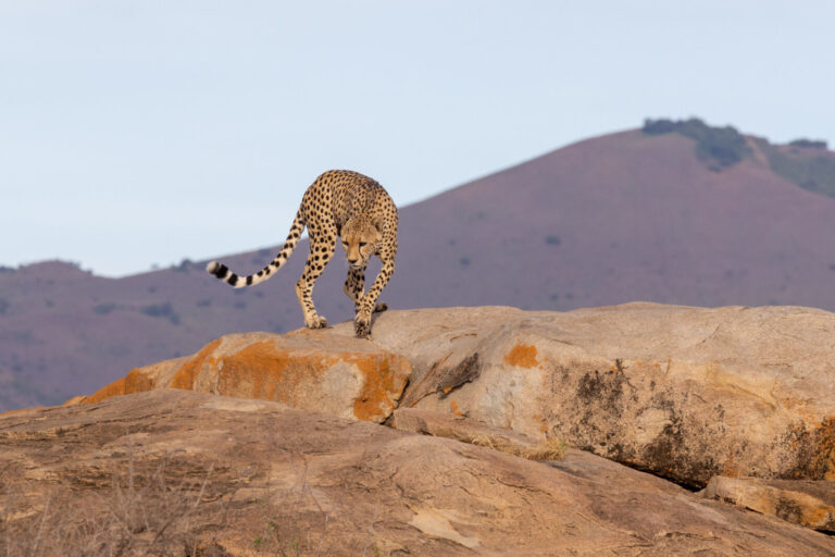 Kenya, Ol Donyo, 2023-03-24. A guepard on a rock. Photograph by Guy LEROY / Collectif DR.
Kenya, Ol Donyo, 2023-03-24. U