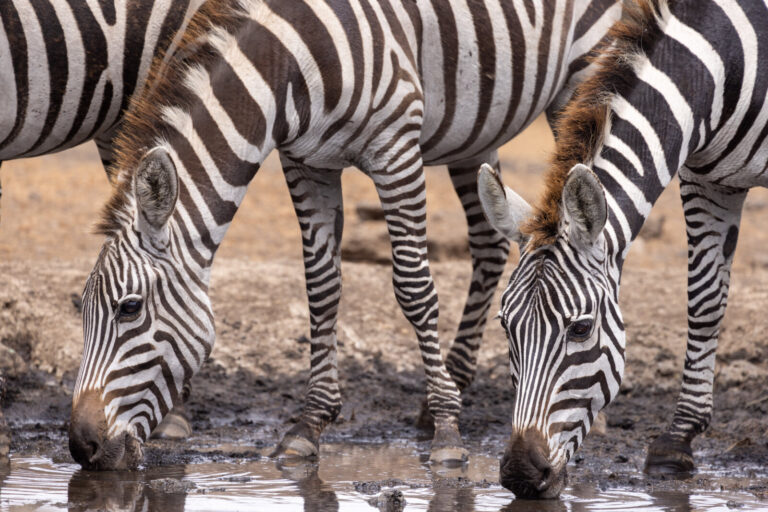 Kenya, Ol Donyo, 2023-03-25. Zebras at the waterhole. Photograph by Guy LEROY / Collectif DR.
Kenya, Ol Donyo, 2023-03-2