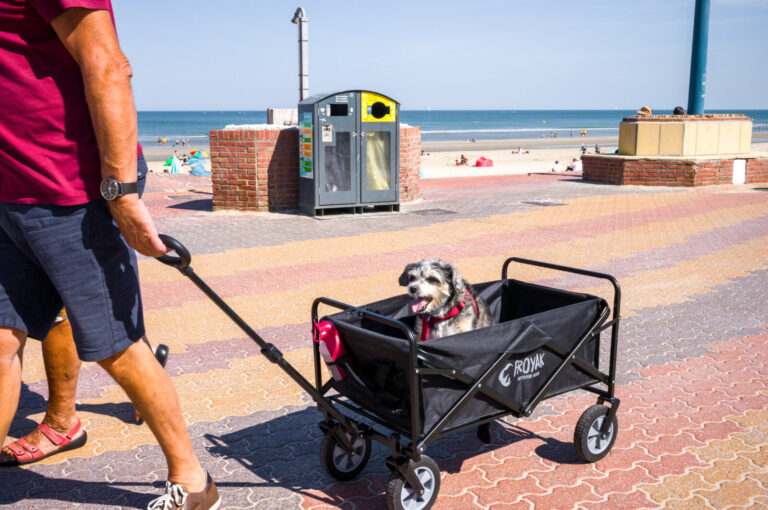 France, Bray-Dunes, 2026-08-08. A dog lies in a wagon pulled along the promenade by a passerby. The promenade accommodat