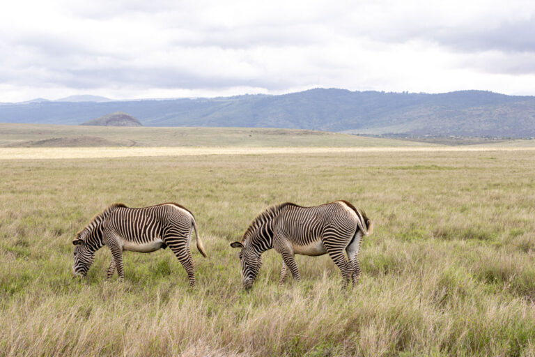 Kenya, Borana, 2026-03-10. Kenya, Laikipia, 10 March 2026. A view of a Grevy's zebra during a wildlife observation sessi
