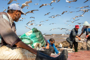 Morocco, Essaouira, 2019-09-19. Fishermen sell fish under a cloud of seagulls. A fisherman sits and watches his colleges
