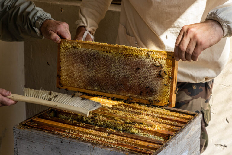France, Saint-Christol, 2021-09-07. Close-up of the frames of a hive. View of the bees. Photograph by Guy LEROY / Collec