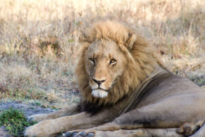 Botswana, Linyanti, 2017-09-04. A dominant male lion resting. Photograph by Guy LEROY / Collectif DR.
Botswana, Linyanti