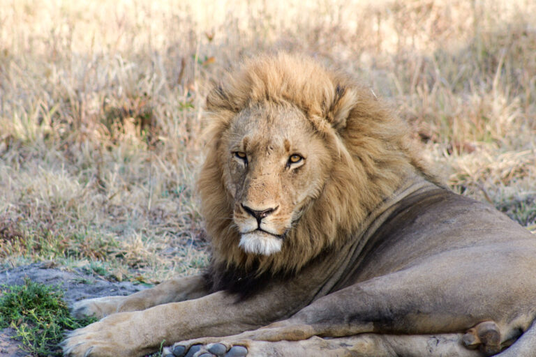 Botswana, Linyanti, 2017-09-04. A dominant male lion resting. Photograph by Guy LEROY / Collectif DR.
Botswana, Linyanti