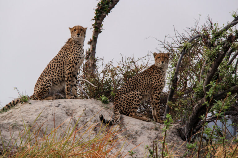 Botswana, Linyanti, 2016-10-01. Guepards on a rock. Photography by Guy LEROY / Collectif DR.
Botswana, Linyanti, 2016-10