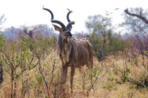 Botswana, Linyanti, 2017-09-03. Kudu in the bush. Photography by Guy LEROY / Collectif DR.
Botswana, Linyanti, 2017-09-0