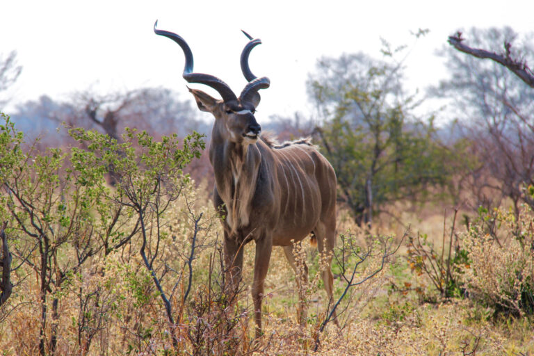 Botswana, Linyanti, 2017-09-03. Kudu in the bush. Photography by Guy LEROY / Collectif DR.
Botswana, Linyanti, 2017-09-0