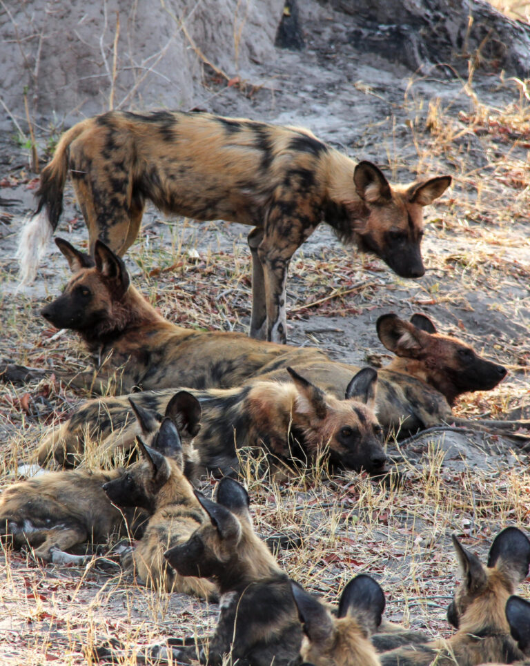 Botswana, Maun, 2016-09-29. Botswana, delta de l'Okavango, septembre 2016. Safari Photo dans la savane du Botswana en Af